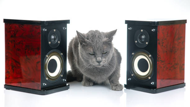 istock Gray cat sits between two audio stereo speakers on a white background 1814959731