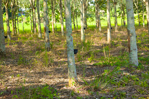 View into forest with  rubber tree   in  Chiang Kong in Chiang Rai province