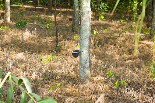 Rubber tree in forest  in  Chiang Kong in Chiang Rai province