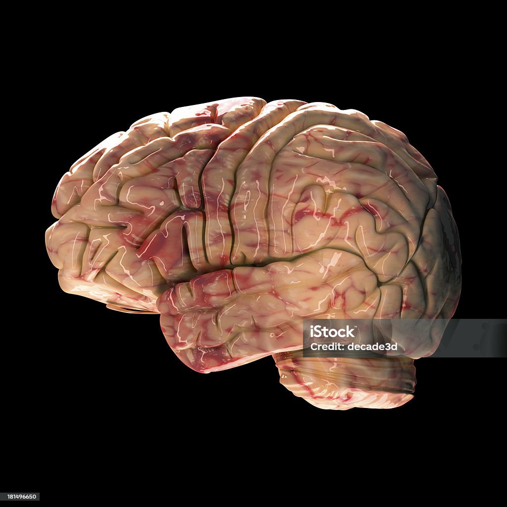 Anatomia cérebro-Vista lateral em fundo preto - Foto de stock de Anatomia royalty-free