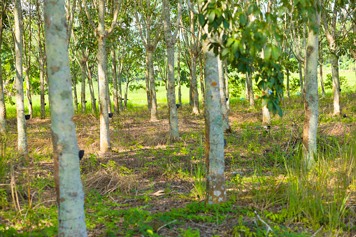 Rubber forest  in north Thailand -  Chiang Kong in Chiang Rai province