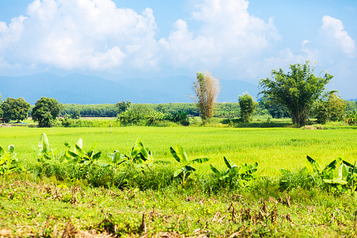 View into landscape with agricultural field and tropical trees in Chiang Rai province