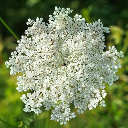 blooming white wild flower closeup on green meadow background