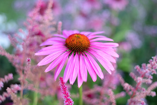 close up oh echinacea and astilbe in flower bed, selective focus