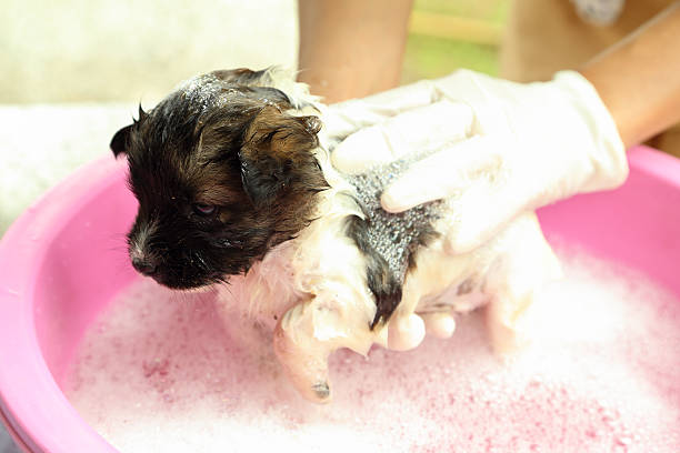 istock puppy dog in bath tub 181497032
