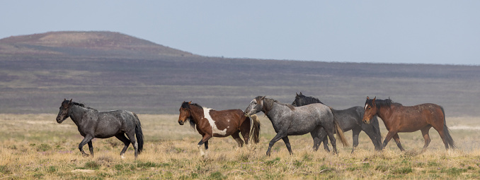 a herd of wild horses in the Utha desert in springtime