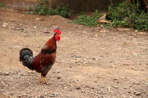 A chicken rooster crowing while standing in the middle of a dirt and gravel road