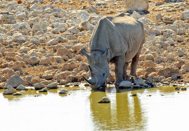istock Black Rhinoceros drinking from an african waterhol 1814977885