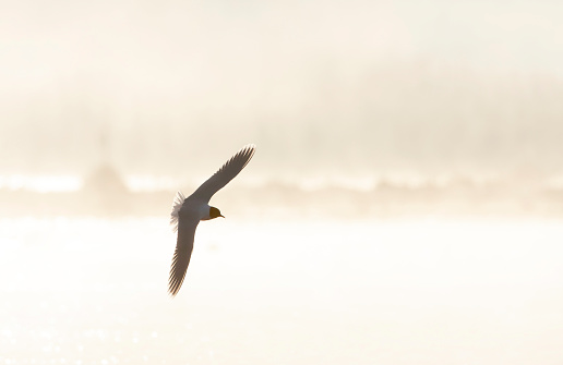 Adult Little Gull (Hydrocoloeus minutus) in flight over a lake in the Netherlands with strong backlight, giving a golden cast to the scene.