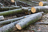 Sawmill. Tree trunk. Wood. Stump.