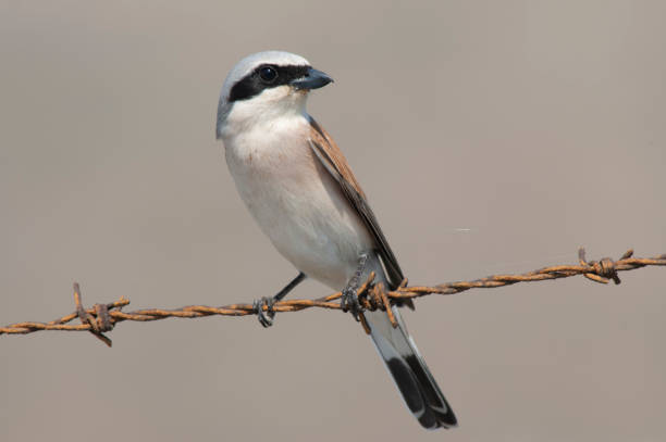 istock Red-backed Shrike, Lanius collurio 1814983253