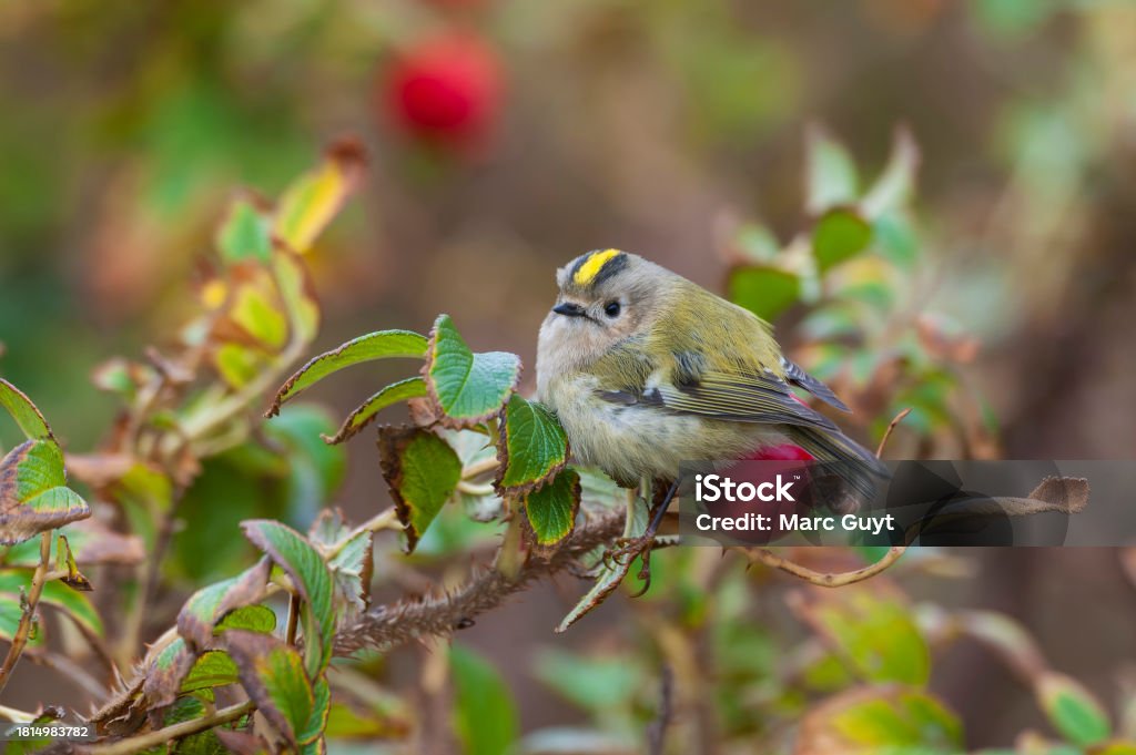Goldcrest Goldcrest Regulus Regulus Stock Photo - Download Image Now - Animal ...
