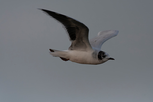 Little Gull (Hydrocoloeus minutus) in flight in the Netherlands.