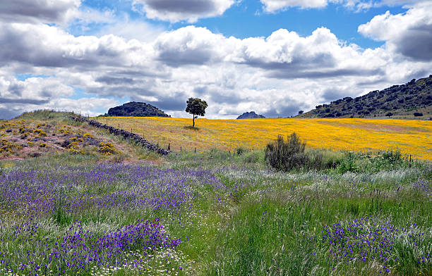 istock landscape with colorful flowers 181498437