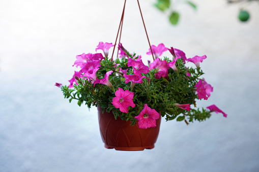 petunia in a hanging pot on a white background, selective focus