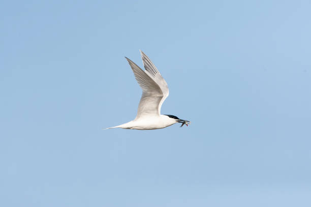 istock Sandwich Tern, Thalasseus sandvicensis 1814987102