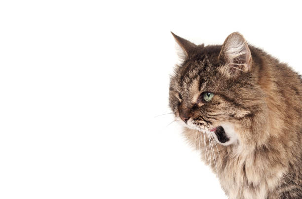 istock Toothless cat meowing, chirping or yawing with open mouth. 1814989266