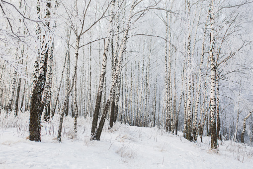 Birch tree. Winter forest. Snow