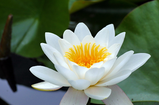 lotus flower on the pond, close up, selective focus