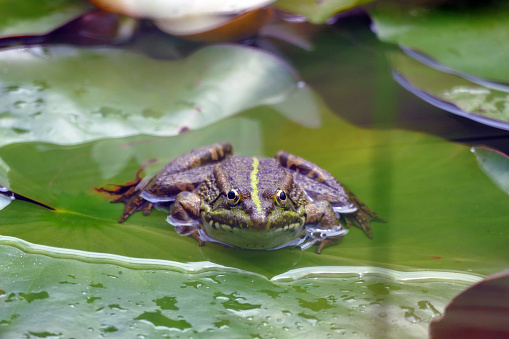 frog sitting on a lotus leaf in a pond, selective focus