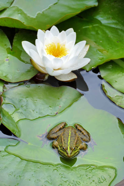 istock frog sitting on a lotus leaf in a pond 1814998483