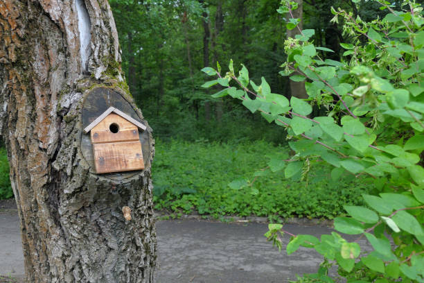 istock birdhouse on a tree in the park 1814998485