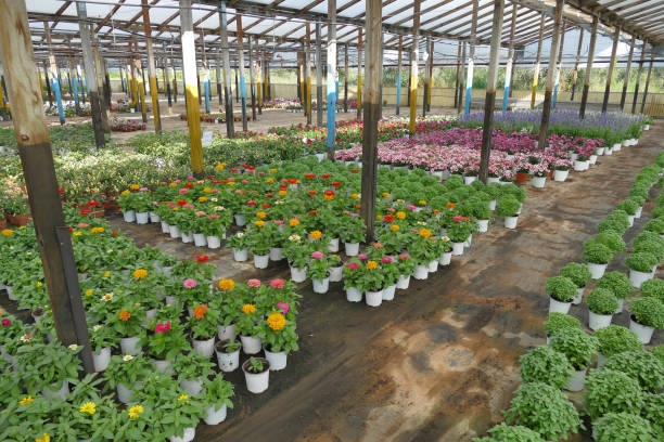 istock greenhouse for growing ornamental plants 1814998500