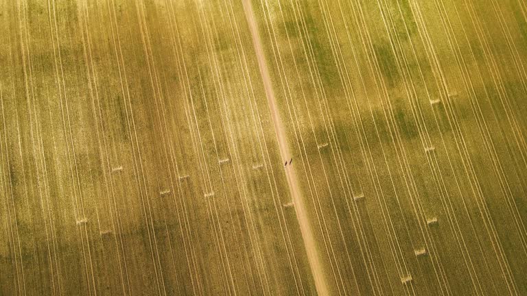 Aerial view of the straw bales in a wheat field