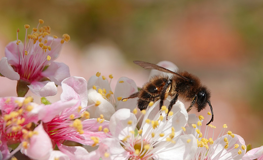 A bee collecting pollen from a cherry blossom flower in spring.