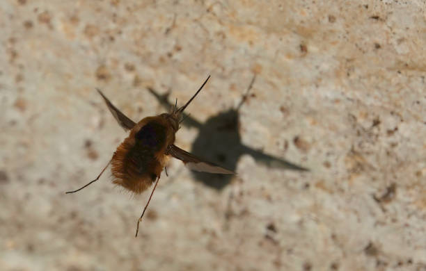 istock A bee fly, bombylius major, in flight seen from above. 1815001177