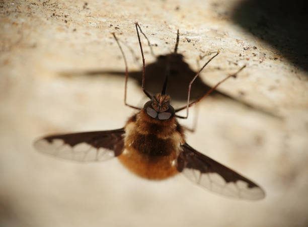 istock A closeup of a bee fly, bombylius major, perching on a wall. 1815001178