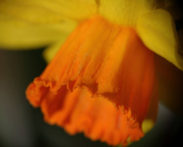 gros plan d’une couronne orange d’une jonquille de l’espèce narcisse. - évolution de lespèce photos et images de collection