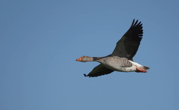 istock A greylag goose, anser anser, in flight against a blue sky background. 1815001201