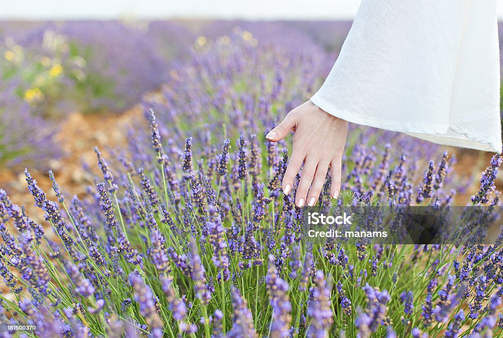 Hand and lavender Woman's hand touching a growing crop purple lavender Adult Stock Photo