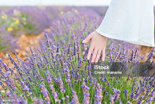 Hand And Lavender Stock Photo - Download Image Now - Adult, Agricultural Field, Aromatherapy