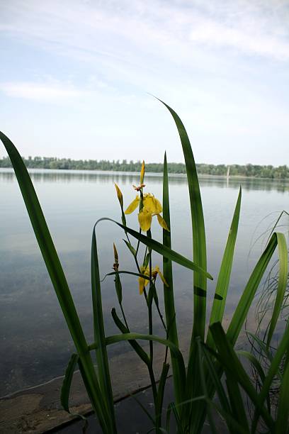 sea lily a yellow sea lily in front of a quarry pond in Germany leopoldshafen stock pictures, royalty-free photos & images