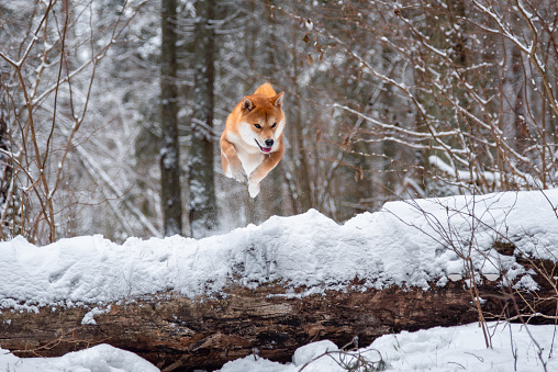 Red Shiba inu dog is jumpin over the fallen tree in the fores at winter