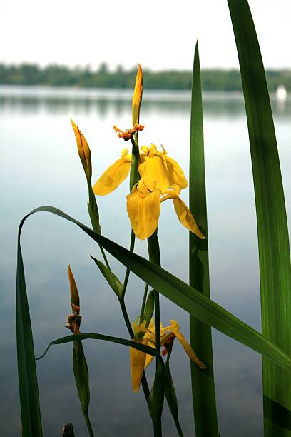 sea lily a yellow sea lily in front of a quarry pond in Germany leopoldshafen stock pictures, royalty-free photos & images