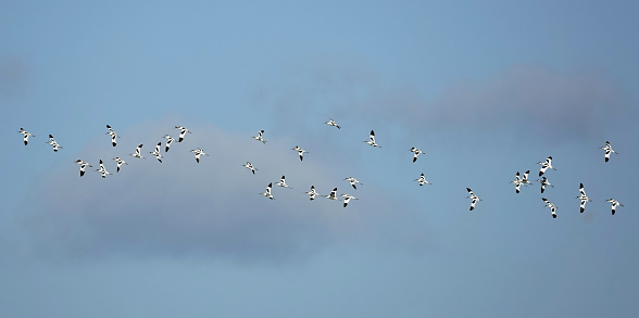 A group of avocets flying through the sky above an English nature reserve.