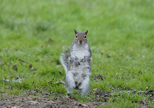 A grey squirrel standing upright on the grass and looking at the camera.