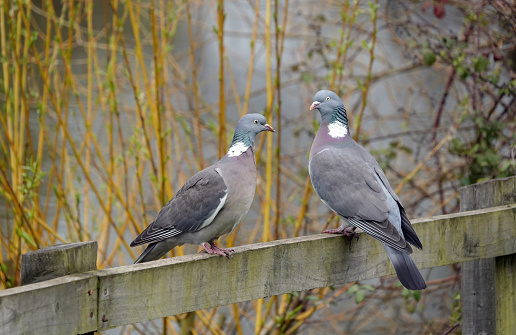 A pair of wood pigeons on a fence in a park.