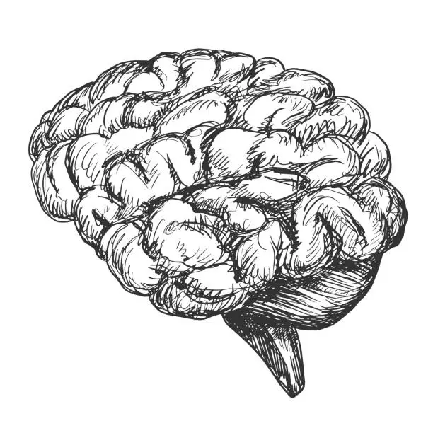 Vector illustration of Sketch style human brain