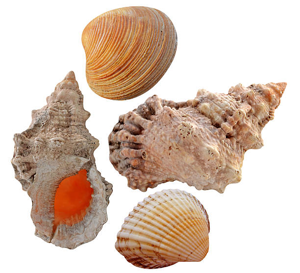 shell - remote shell snail isolated - fotografias e filmes do acervo