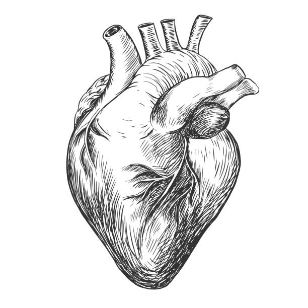 ilustraciones, imágenes clip art, dibujos animados e iconos de stock de estilo boceto corazón humano. - pumping blood illustrations