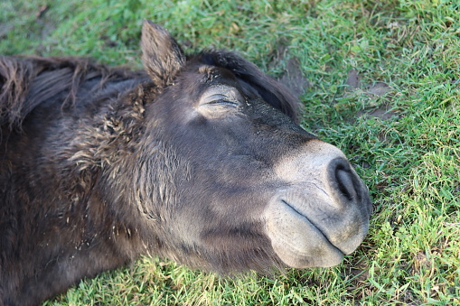 Close up of an Exmoor pony lying asleep in a field in sunshine