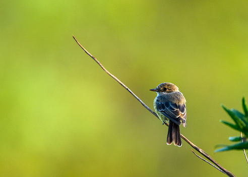 Photograph of a female flycatcher perched