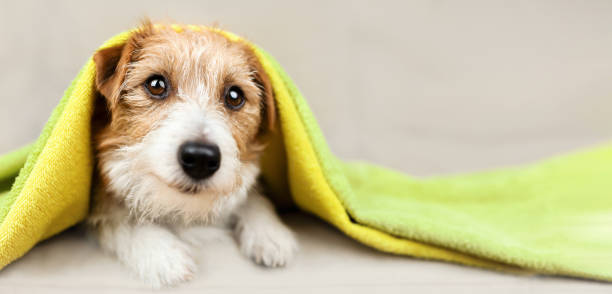 Cute dog with towel after bath, pet grooming and cleaning banner Face of a cute happy dog puppy with towel on her head after bath. Pet care and cleaning, grooming banner. animal groomer stock pictures, royalty-free photos & images