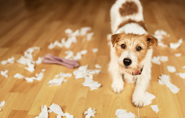 istock Dog after chewing a toilet paper, puppy hyperactivity 1815021428