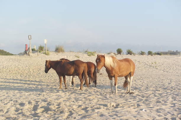 istock Wild Horses at Assateague Island National Seashore 1815024633