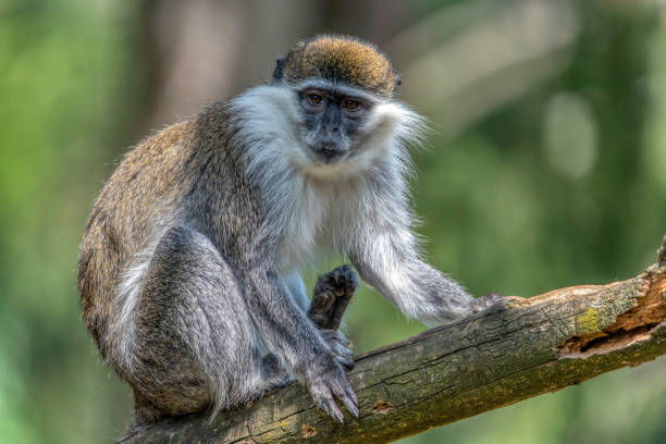 istock Green Monkey - Chlorocebus aethiops, beautiful popular monkey from West Africa 1815024653